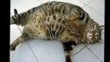 Favorite clips of Cats Can Be Jerks