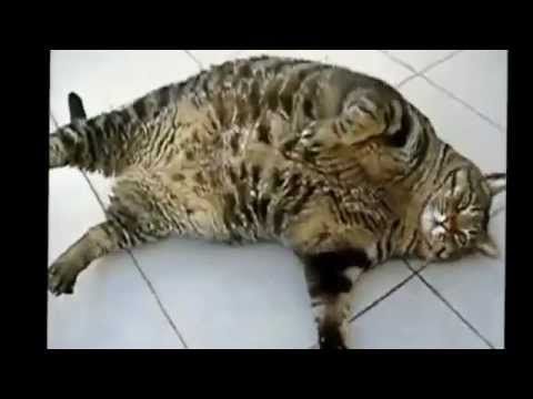 Favorite clips of Cats Can Be Jerks