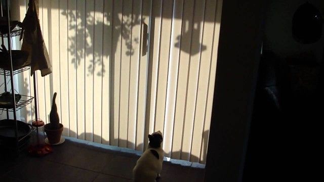 Cat jump fail