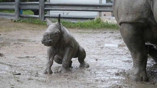 This Baby Rhino Learns how To Wallow