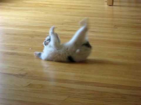 The funniest kitten in the world