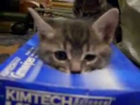 Kitten and his box