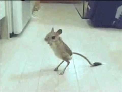 Dramatic Little Monster