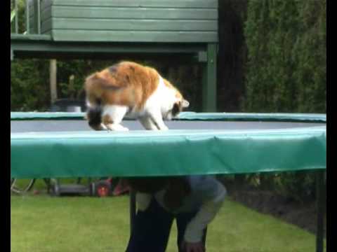 Cat on trampoline funny