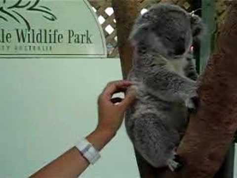 Koala tickle