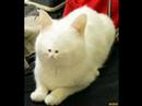 Funny animals