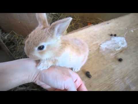 Baby rabbit lick their hands