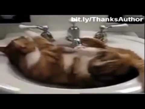 Blooper of funny cats