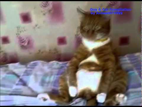 Dog & Cat Compilation (funny videos)