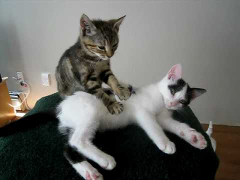 Kitten Massage Therapy