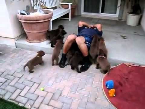 Puppies Go Into Attack Mode