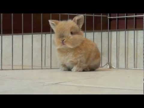 Baby Rabbit