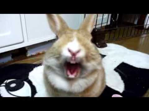 Rabbit yawn