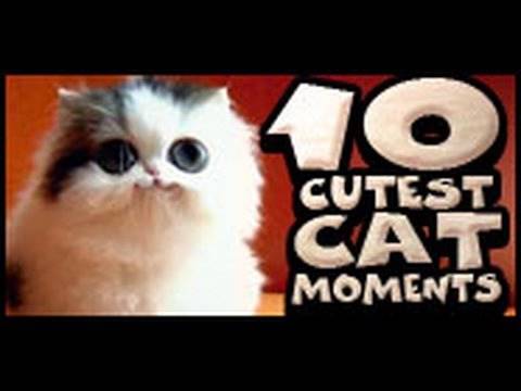 10 Cutest Cat Moments 10 Cutest Cat Moments
