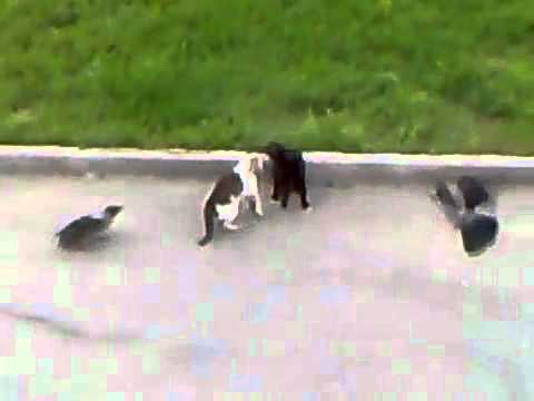 Epic Cat Fight (cat ‘s horror)