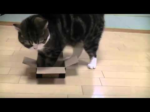 Cat loves box