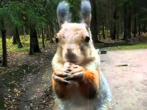 Angry Squirrel