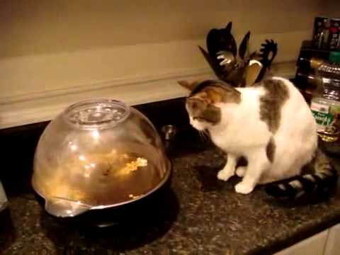 Cat vs Popcorn maker
