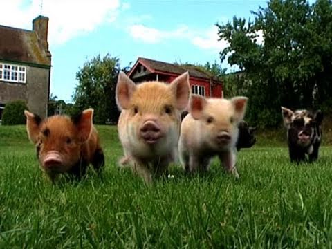 Micro Pigs