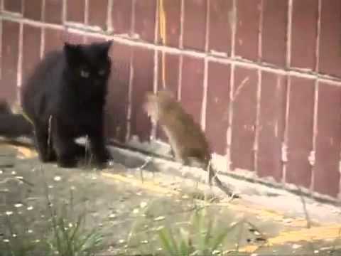 Giant Russian Rat Attacks Cats