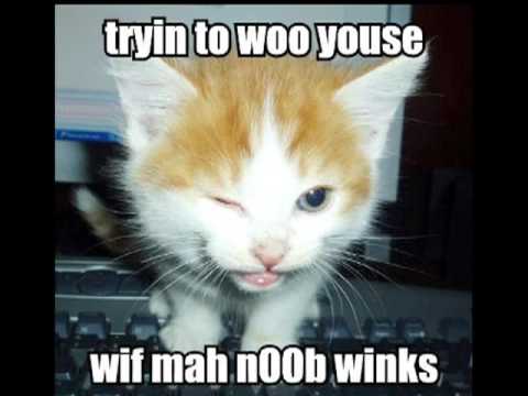 The Lolcats Compilation Video