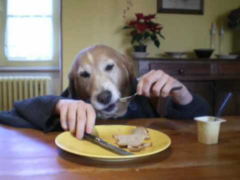 Funny human dog