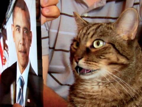 Racist Cat