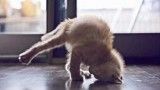 Funny Animals Doing Stupid Things 13