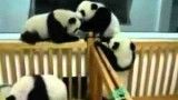 Funny Cute baby Panda street fight