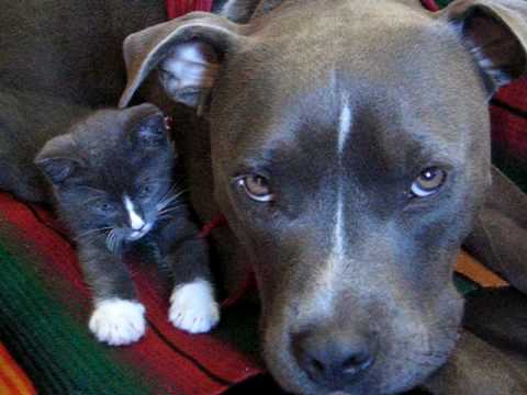 Pitbull VS. Kitten (Lukah & Dexter)