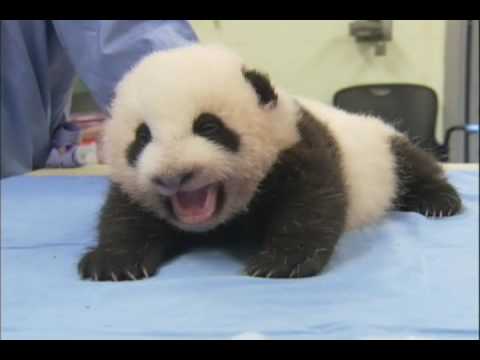 Baby Panda