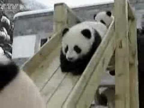 Panda Babies