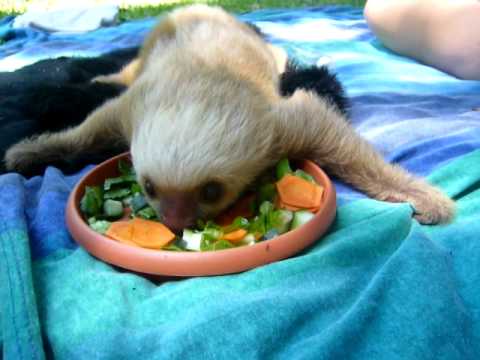 Cutest baby sloth ever