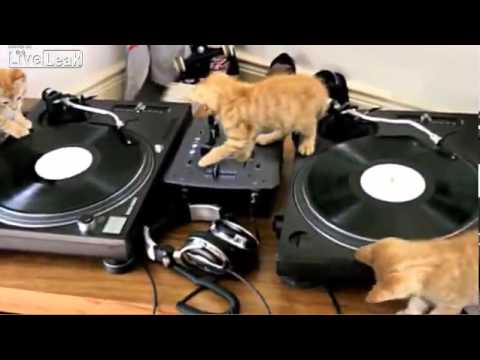 The Cat Scratch Crew