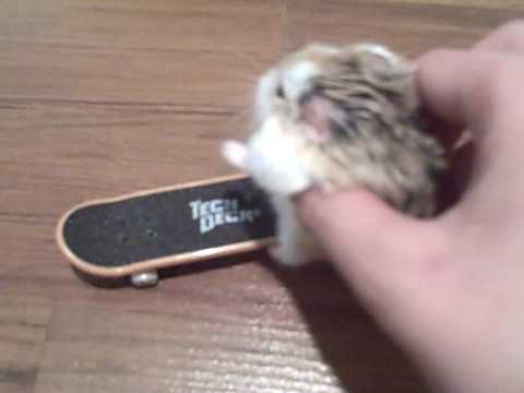 Skateboarding hamster