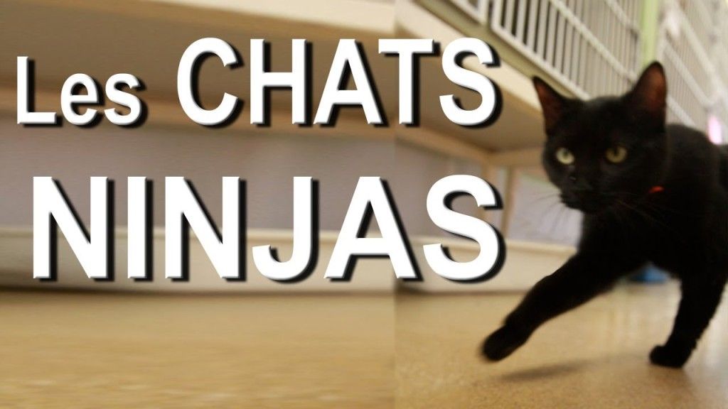 Ninja cats