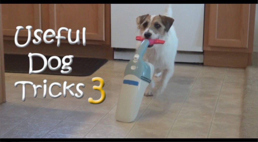 Useful Dog Tricks 3 performed by Jesse Useful Dog Tricks 3 performed by Jesse