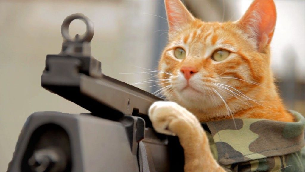Medal of Honor Cat