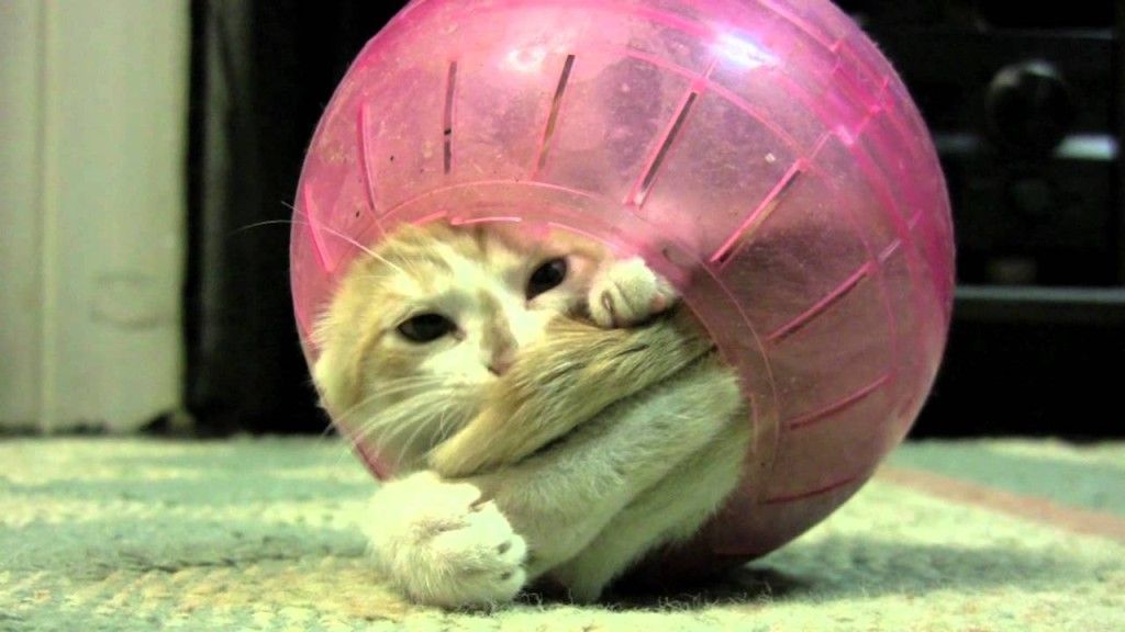 Kitten in Hamster Ball stuck in the middle