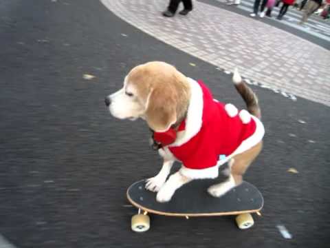 Amazing SKATE BOARDING DOG dressed in Santa outfit in Tokyo Japan