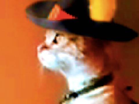 Real life puss in boots