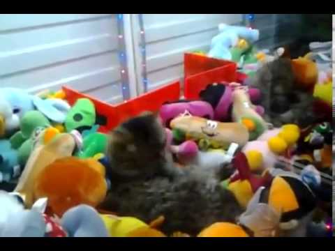 Super prize cat
