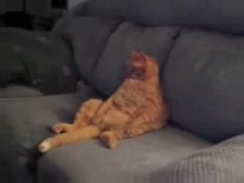 A lazy kitty who loves watching TV like Garefield