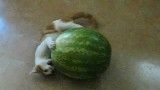 Kitten vs. Watermelon