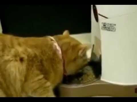 Cat Can Barely Wait For Food