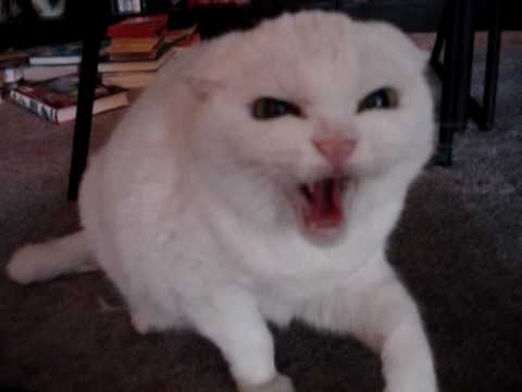 Don ‘t pet this Kitty  Part.2