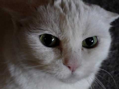 Don ‘t Pet this Kitty  Part. 4