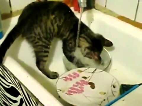 This cat is washing the dishes for you This cat is washing the dishes for you