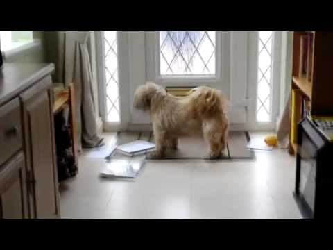 Shih Tzu Attacks Mail Delivery