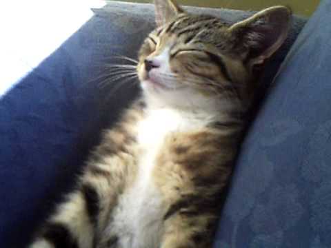 Dumbest cat ever